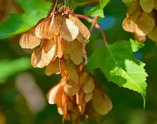 英雄联盟-3do@9鍍Kl€綻KE梣?1的简单介绍